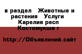  в раздел : Животные и растения » Услуги . Карелия респ.,Костомукша г.